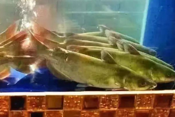 梭邊魚是什麼魚種