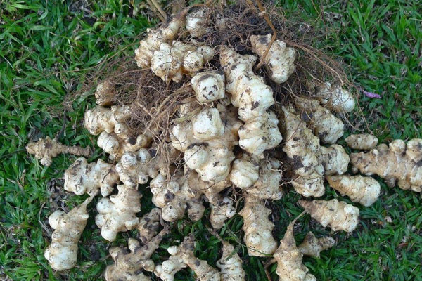 鬼子薑怎麼種植