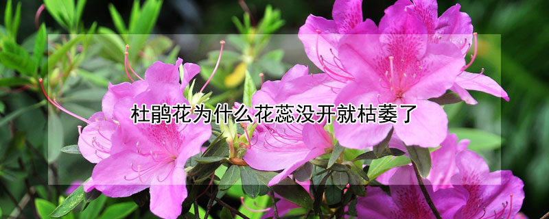 杜鵑花為什麼花蕊沒開就枯萎了