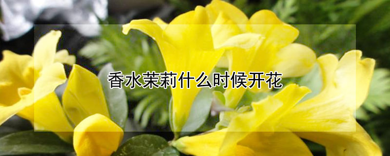 香水茉莉什麼時候開花