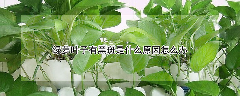 綠蘿葉子有黑斑是什麼原因怎麼辦