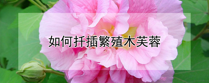 如何扡插繁殖木芙蓉