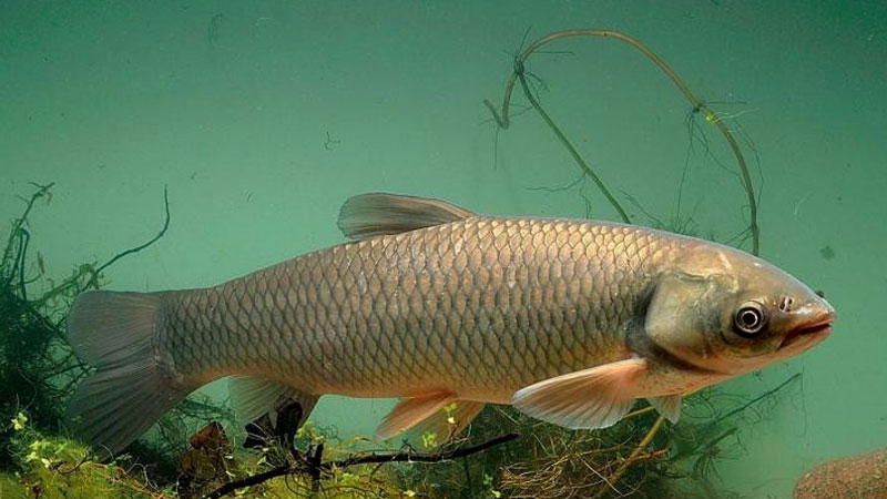 鯇魚和草魚的區別？