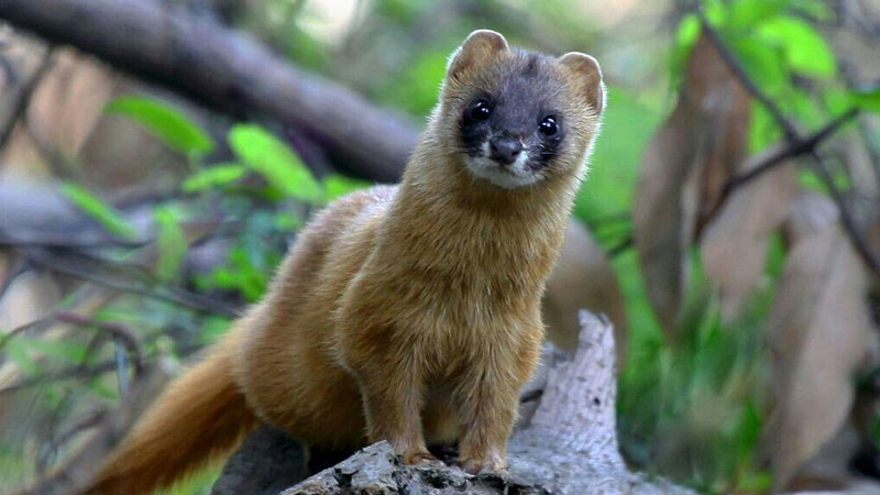 黃鼠狼怕什麼動物