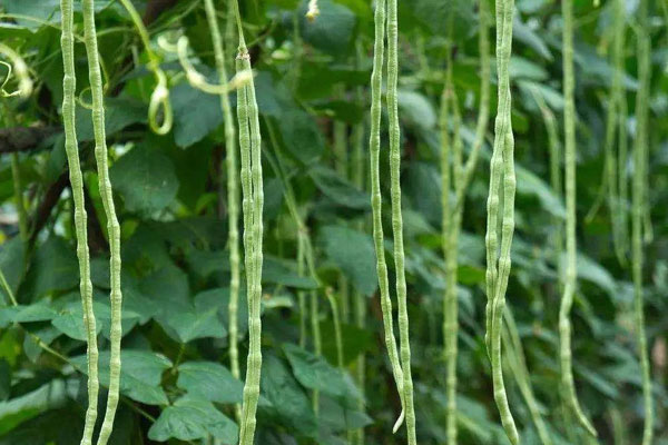 豇豆什麼季節種植