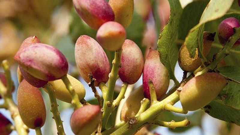 開心果樹種植技術