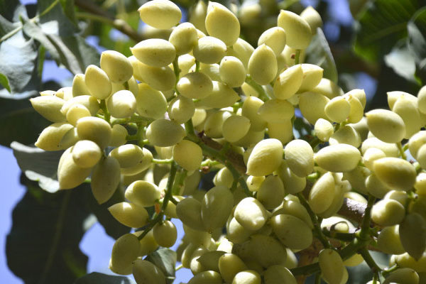 開心果樹種植技術