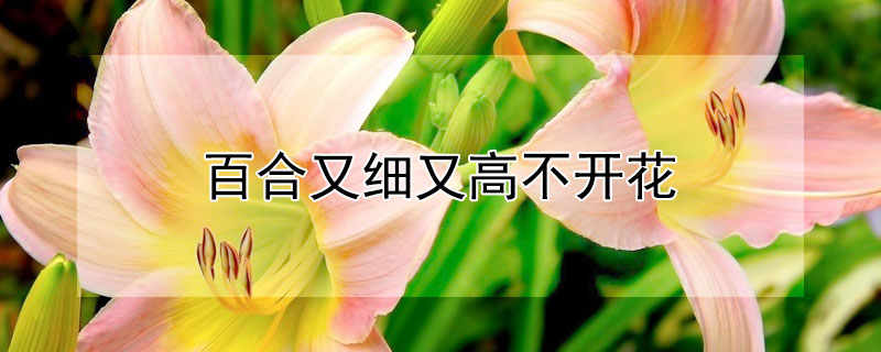 百合又細又高不開花