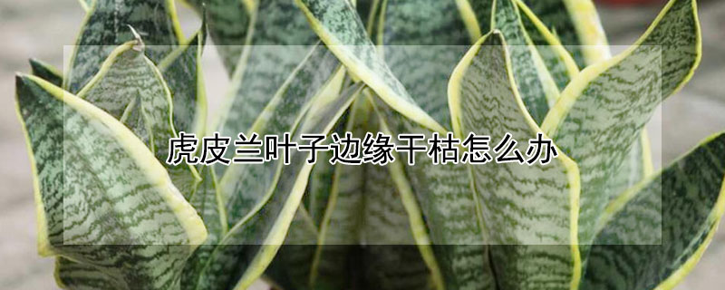 虎皮蘭葉子邊緣幹枯怎麼辦