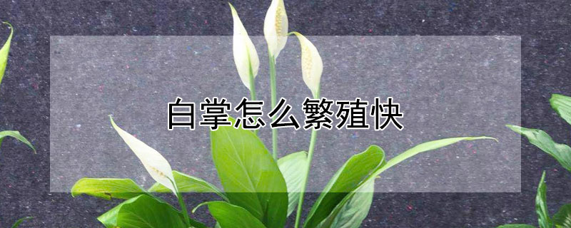 白掌怎麼繁殖快