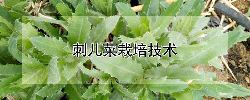 刺兒菜栽培技術