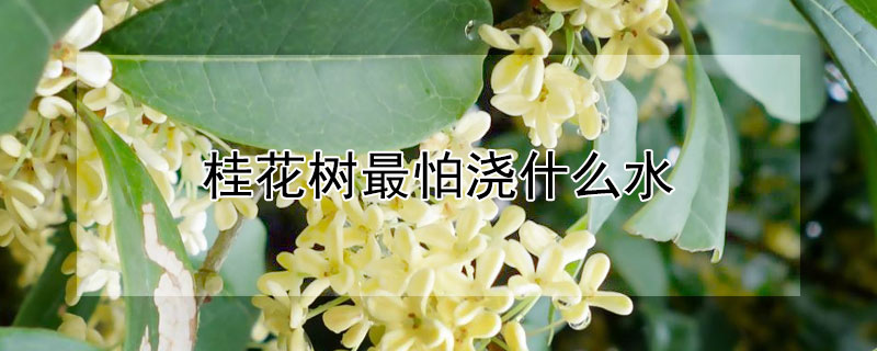 桂花樹最怕澆什麼水