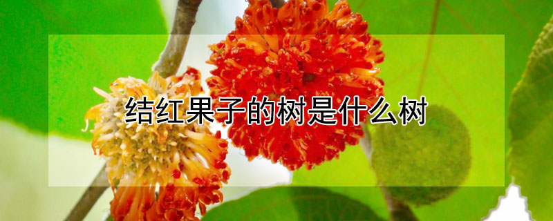 結紅果子的樹是什麼樹