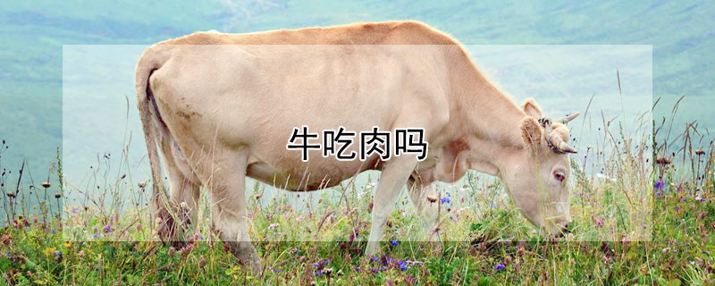 牛吃肉嗎