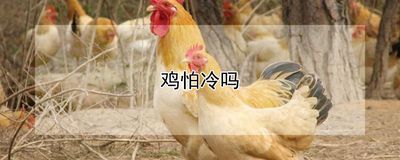 雞怕冷嗎