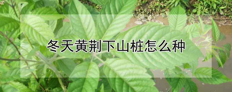 冬天黃荊下山樁怎麼種