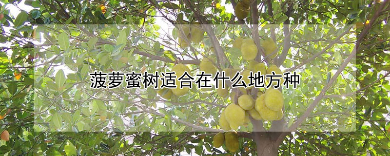 菠蘿蜜樹適合在什麼地方種