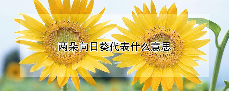 兩朵向日葵代表什麼意思