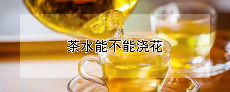 茶水能不能澆花