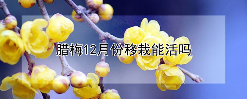 臘梅12月份移栽能活嗎