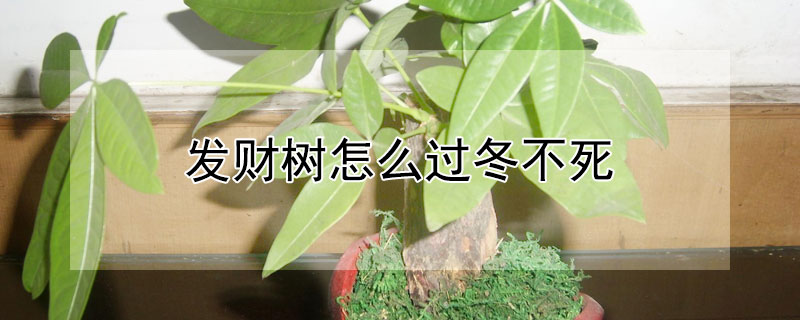 發財樹怎麼過冬不死