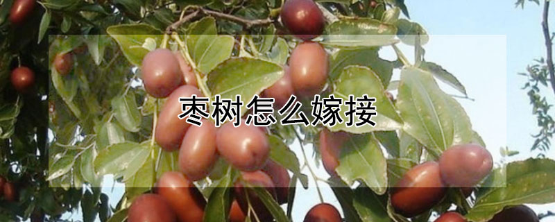 棗樹怎麼嫁接