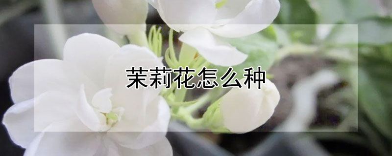 茉莉花怎麼種