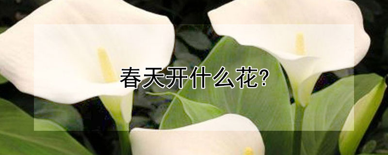 春天開什麼花?