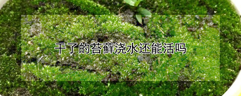 幹了的苔蘚澆水還能活嗎