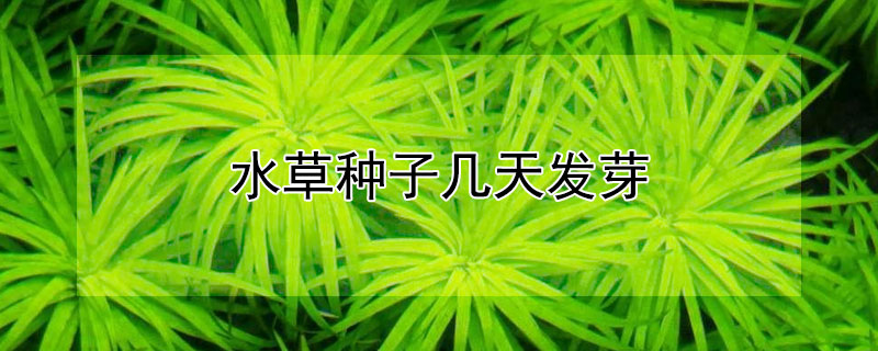 水草種子幾天發芽