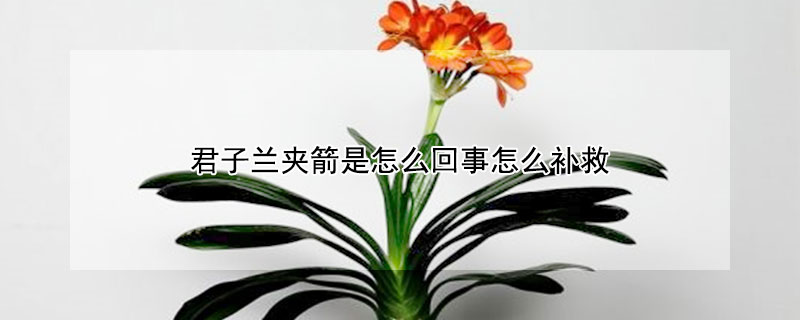 君子蘭夾箭是怎麼回事怎麼補救