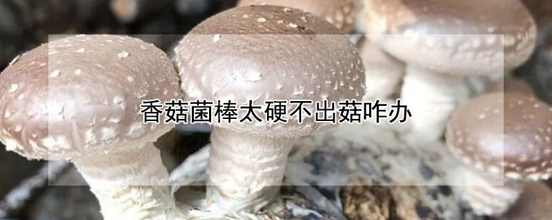 香菇菌棒太硬不出菇咋辦