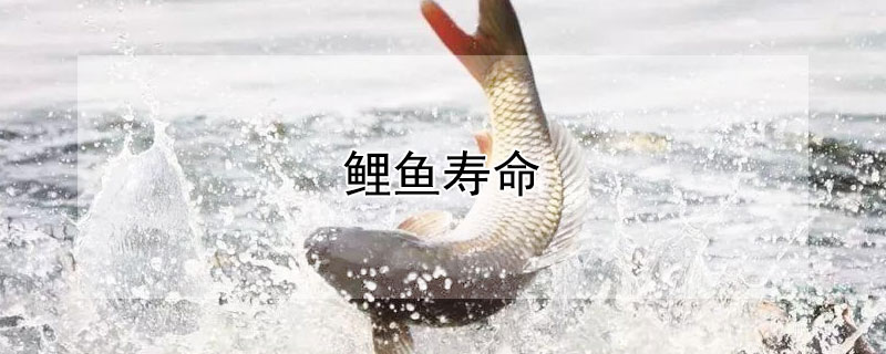 鯉魚壽命