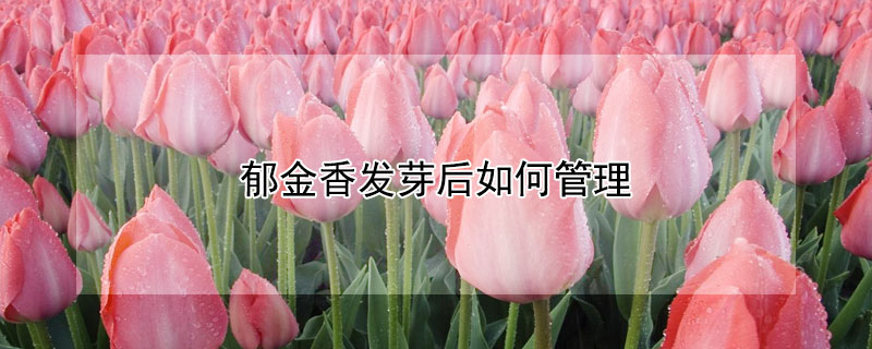 鬱金香發芽後如何管理