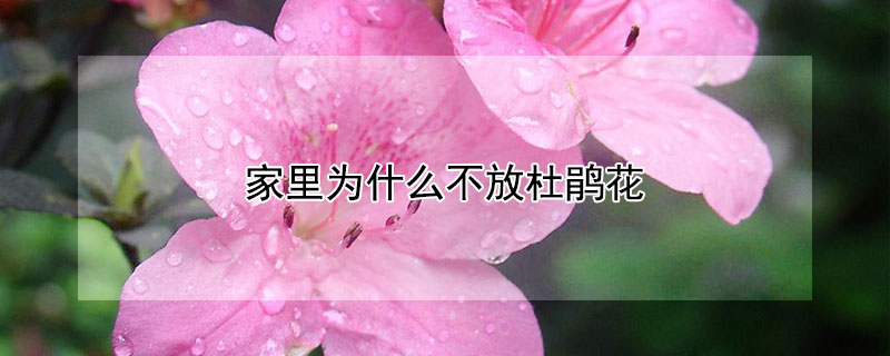 家裏為什麼不放杜鵑花