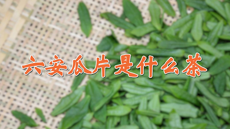 六安瓜片是什麼茶