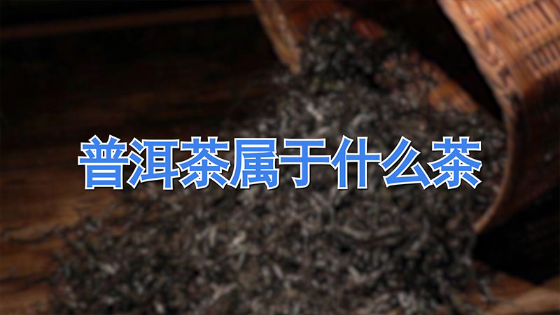 普洱茶屬於什麼茶