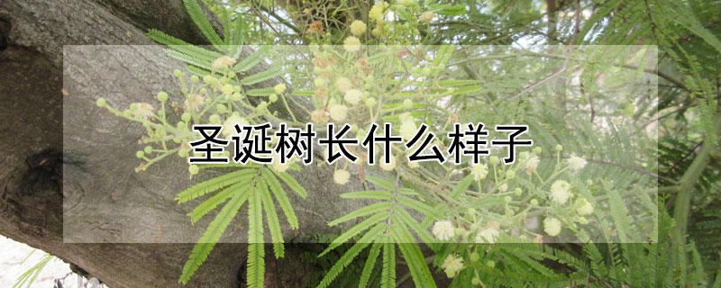 聖誕樹長什麼樣子