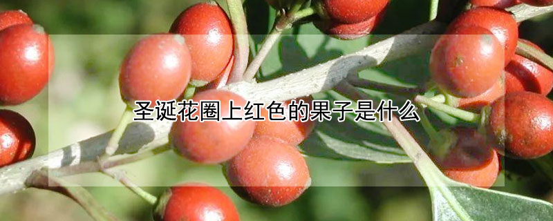 聖誕花圈上紅色的果子是什麼