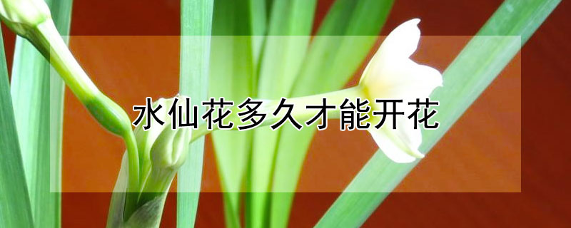 水仙花多久才能開花