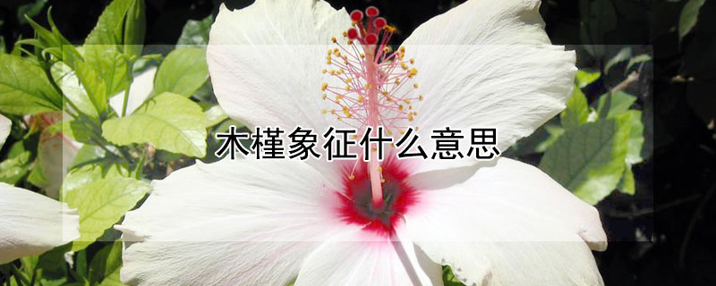 木槿象征什麼意思