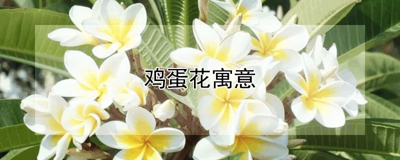 雞蛋花寓意 發財農業網