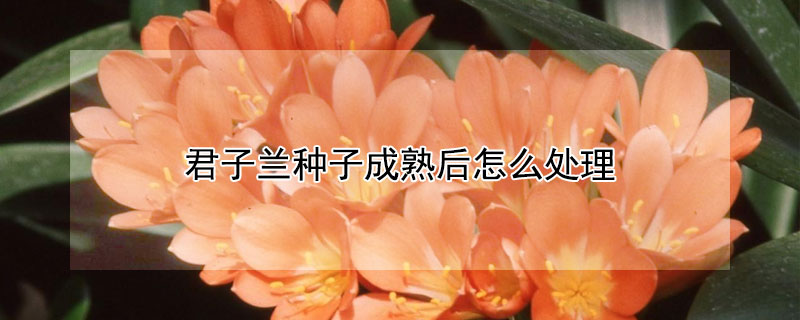 君子蘭種子成熟後怎麼處理