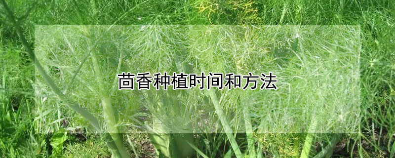 茴香種植時間和方法