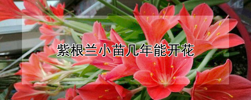 紫根蘭小苗幾年能開花