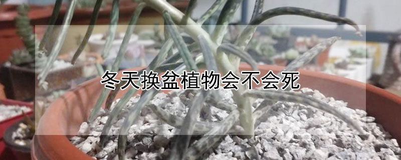 冬天換盆植物會不會死