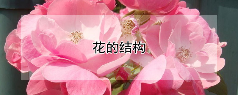 花的結構