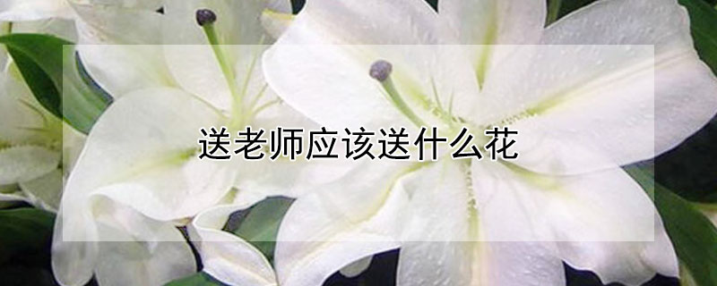 送老師應該送什麼花