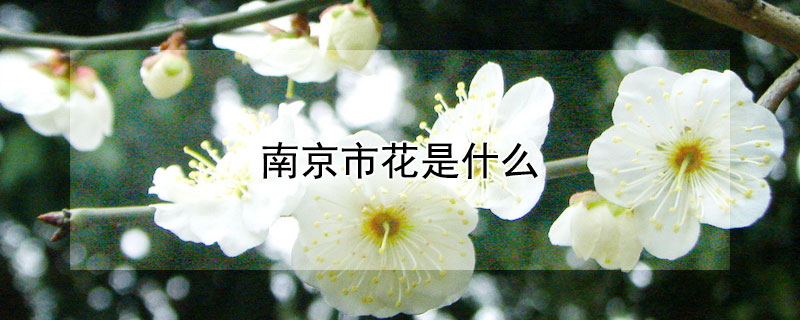 南京市花是什麼