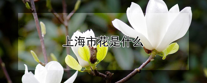 上海市花是什麼